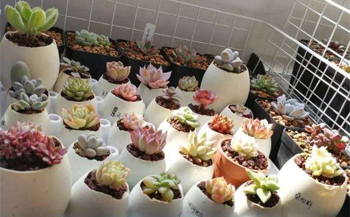 蛋壳种多肉的方法