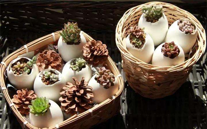 图解 蛋壳怎么种多肉植物的方法