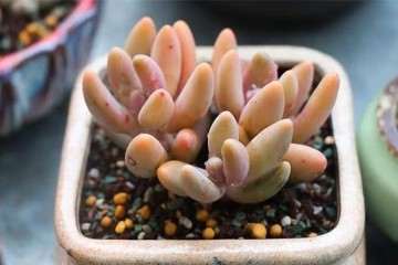 多肉植物上盆后可以晒太阳吗 图片