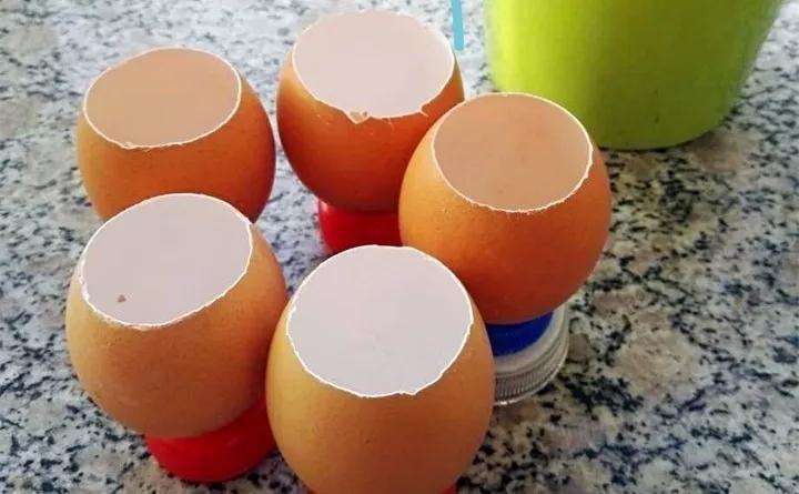 图解 蛋壳怎么种多肉植物的方法