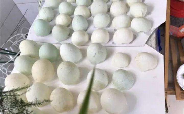 图解 蛋壳怎么种多肉植物的方法