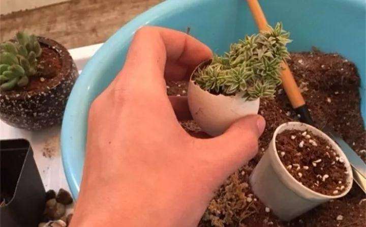 图解 蛋壳怎么种多肉植物的方法