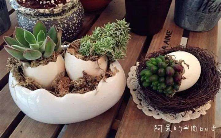 图解 蛋壳怎么种多肉植物的方法