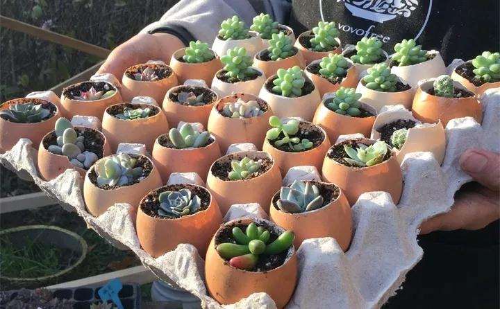 图解 蛋壳怎么种多肉植物的方法