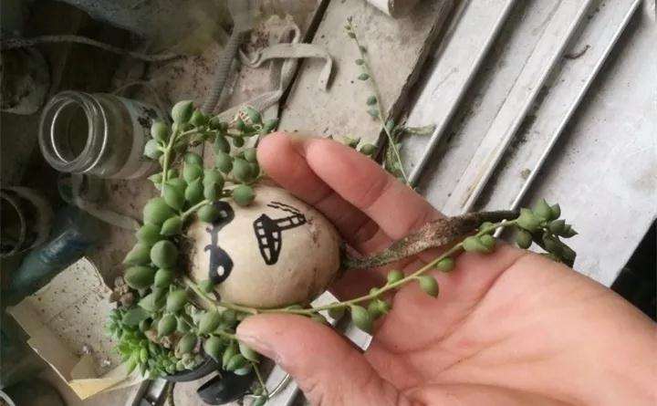图解 蛋壳怎么种多肉植物的方法
