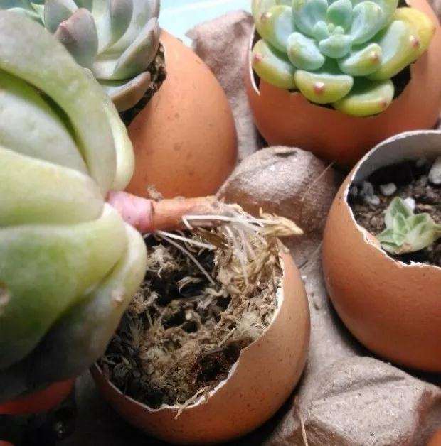 图解 蛋壳怎么种多肉植物的方法