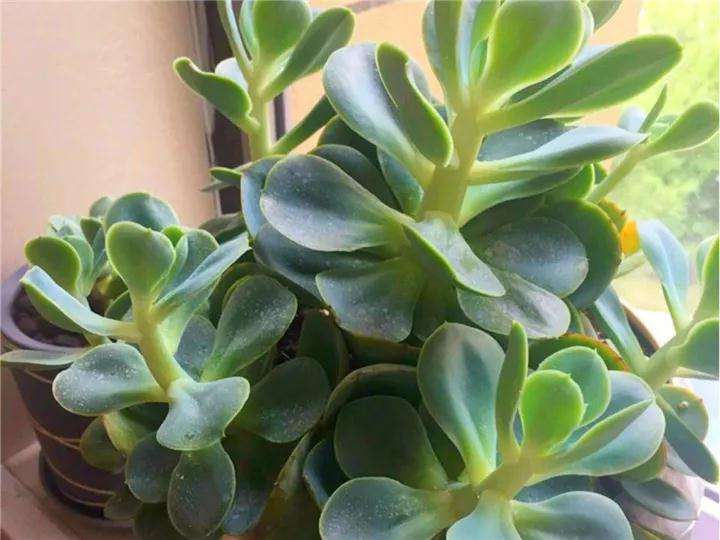 什么样的多肉植物才可以撸叶子 图片