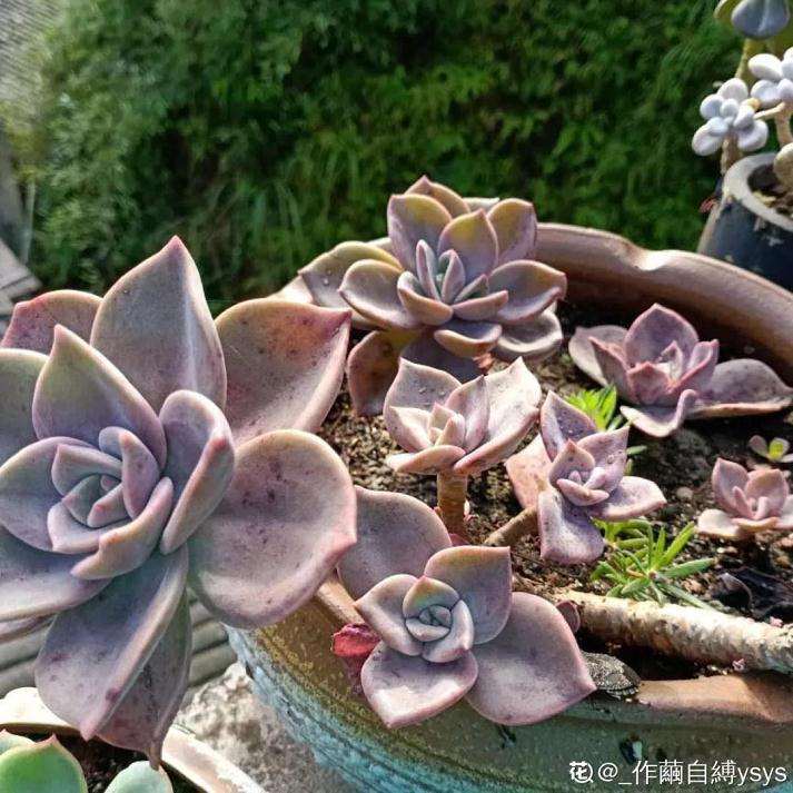 什么样的多肉植物才可以撸叶子 图片