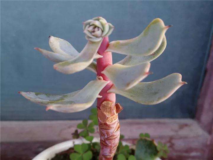 什么样的多肉植物才可以撸叶子 图片