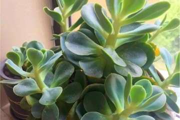 什么样的多肉植物才可以撸叶子 图片