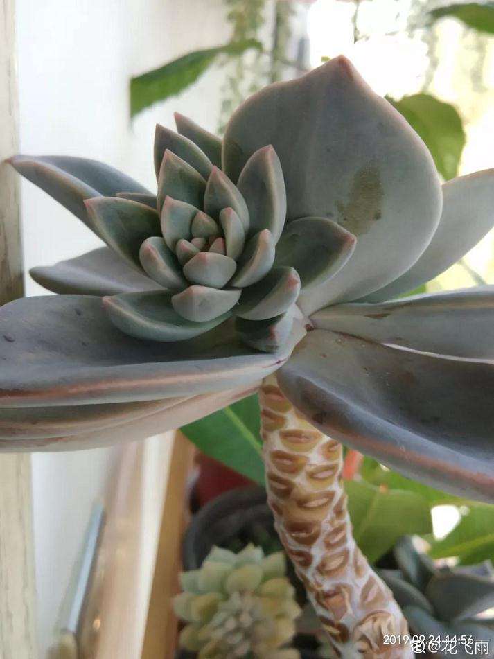 多肉植物摘叶子 什么时间最好 图片