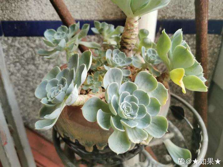 多肉植物摘叶子 什么时间最好 图片