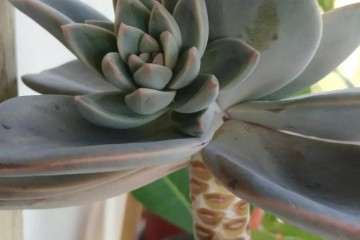 多肉植物摘叶子 什么时间最好 图片