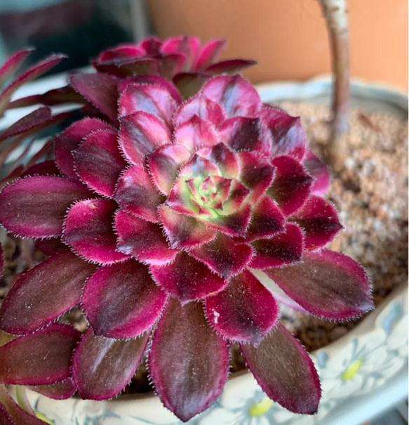 怎么给多肉植物摘叶子的3个步骤 图片