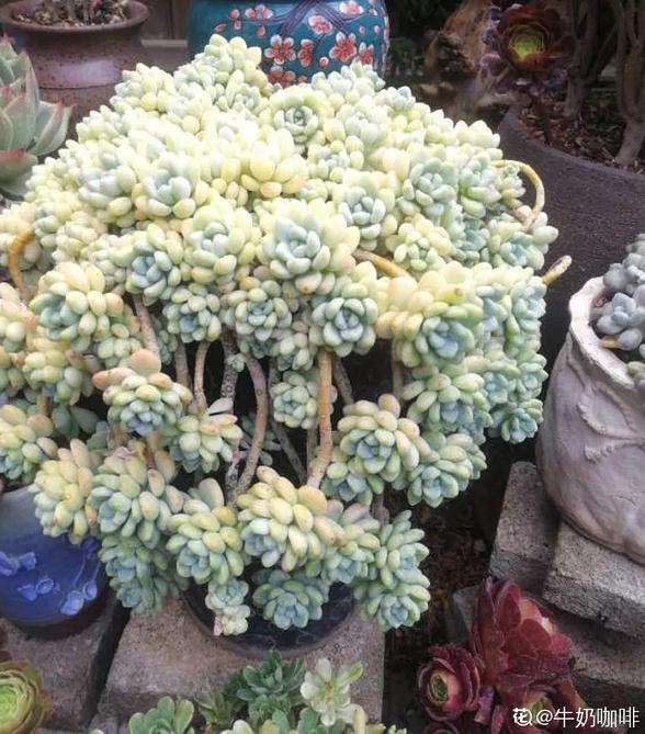 怎么给多肉植物摘叶子的3个步骤 图片