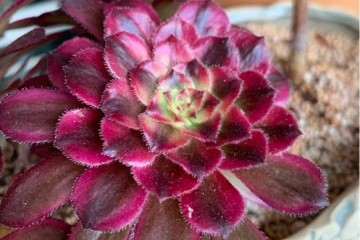 怎么给多肉植物摘叶子的3个步骤 图片