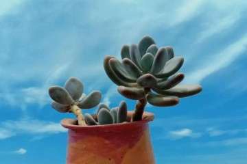 多肉植物摘叶子后 该怎么养护 图片