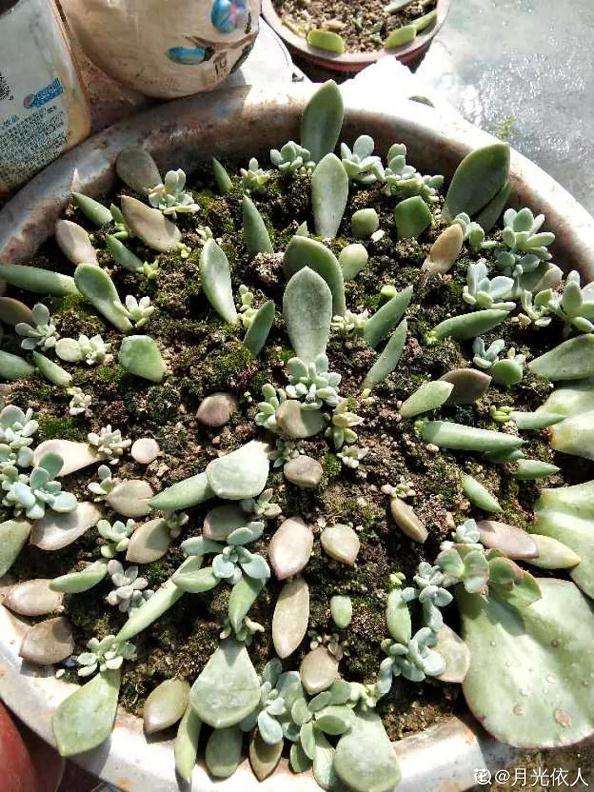 多肉植物摘下的叶子 如何叶插 图片