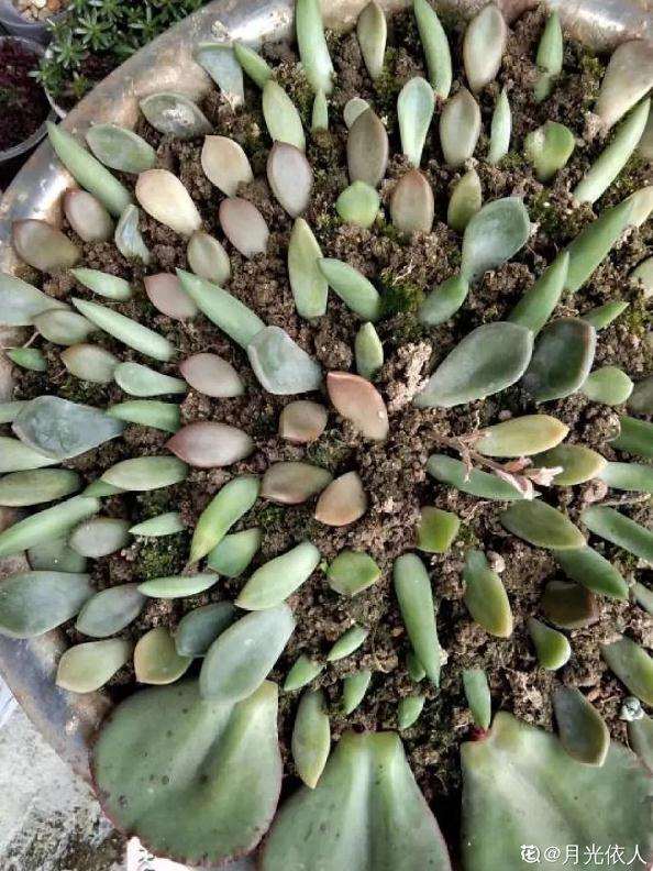 多肉植物摘下的叶子 如何叶插 图片