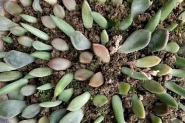 多肉植物摘下的叶子 如何叶插 图片