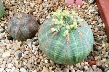 布纹球多肉植物怎么养护的方法 图片