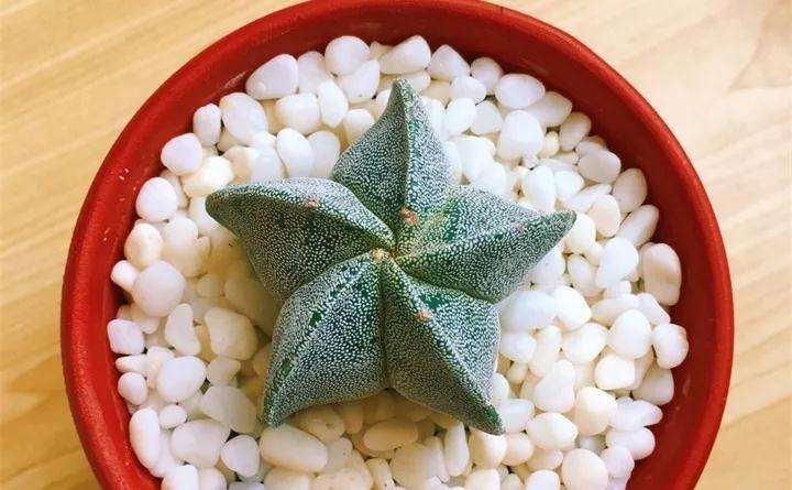 鸾凤玉多肉植物怎么养护的方法 图片