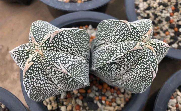 鸾凤玉多肉植物怎么养护的方法 图片