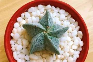 鸾凤玉多肉植物怎么养护的方法 图片