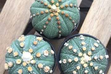 星兜多肉植物怎么养护的方法 图片