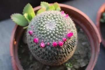 玉翁多肉植物怎么养护的方法 图片