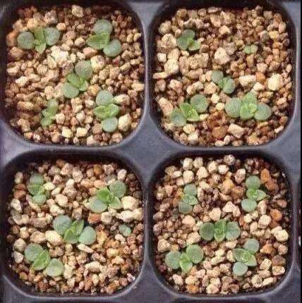 纯颗粒土壤怎么栽培多肉植物的方法 图片