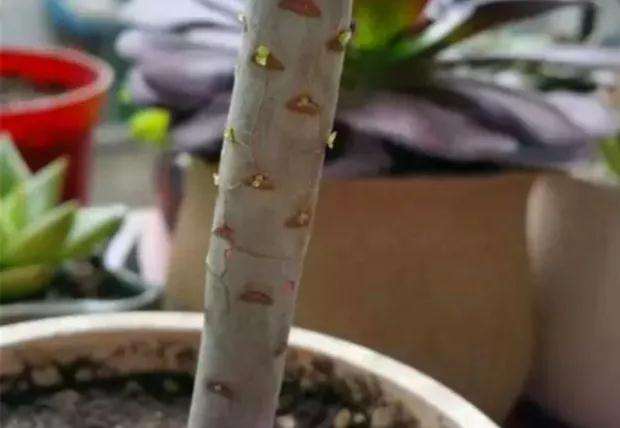 纯颗粒土壤怎么栽培多肉植物的方法 图片