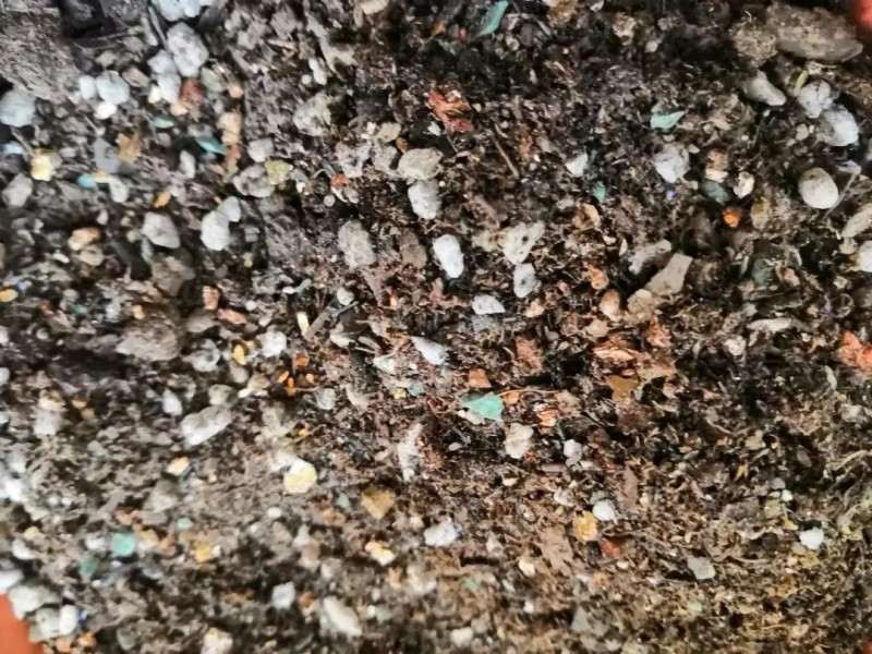 纯颗粒土壤怎么栽培多肉植物的方法 图片