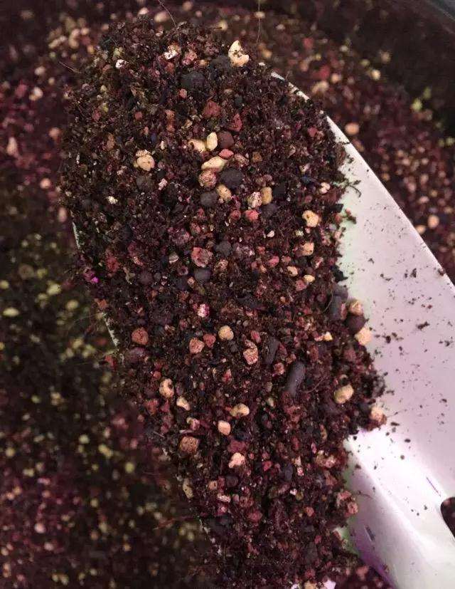 纯颗粒土壤怎么栽培多肉植物的方法 图片