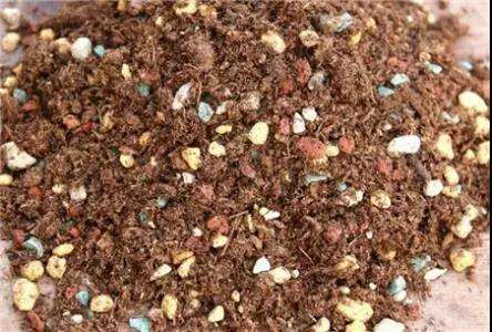 纯颗粒土壤怎么栽培多肉植物的方法 图片