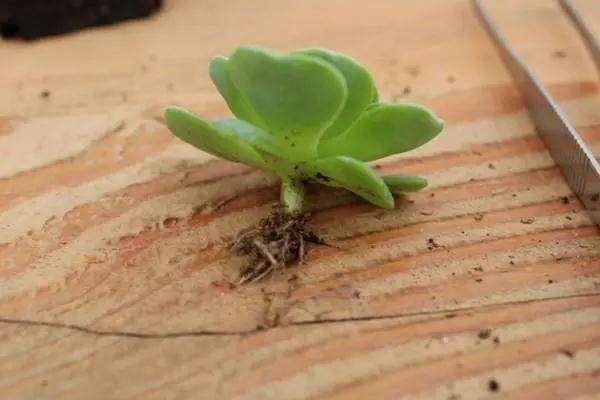 分享2种正确的多肉修根方法 图片