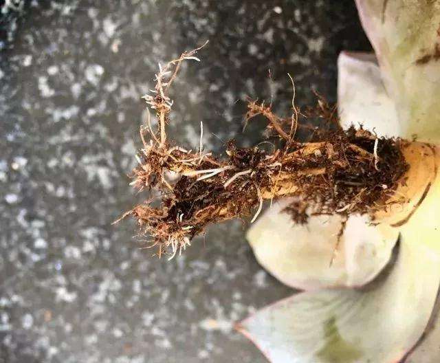 分享2种正确的多肉修根方法 图片