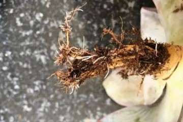分享2种正确的多肉修根方法 图片
