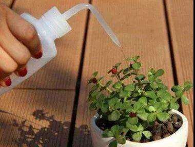 多肉植物怎么正确浇水的3个方法 图片