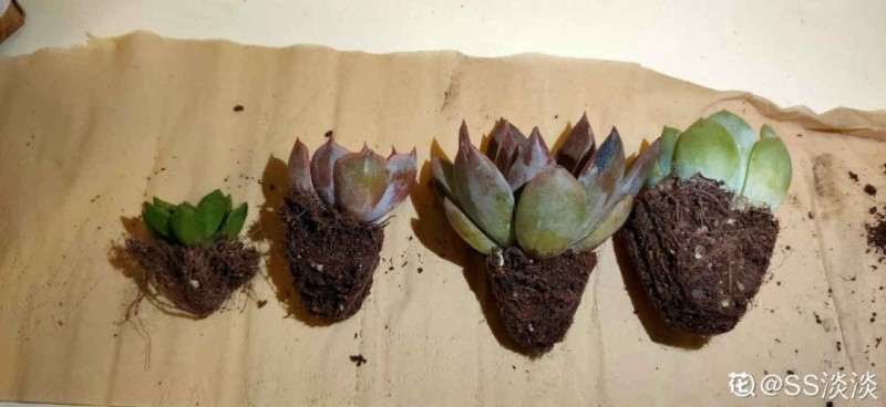 为什么多肉植物1-2年就要换盆1次 图片