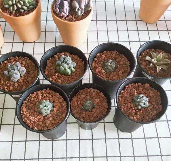 为什么多肉植物1-2年就要换盆1次 图片