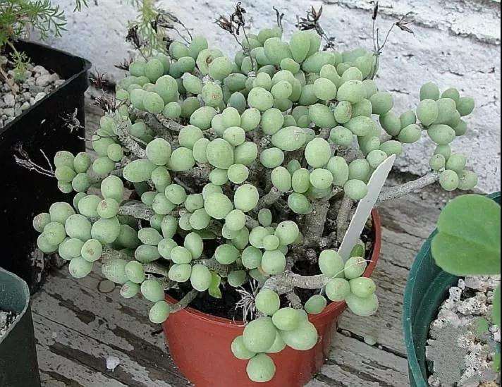 这3类多肉植物有毒 大家要注意 图片