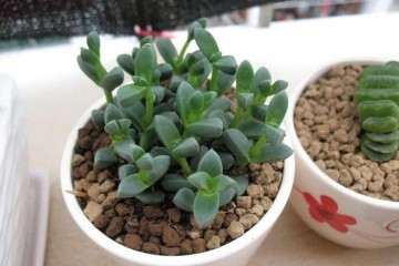 鹿角海棠多肉植物怎么浇水的方法 图片