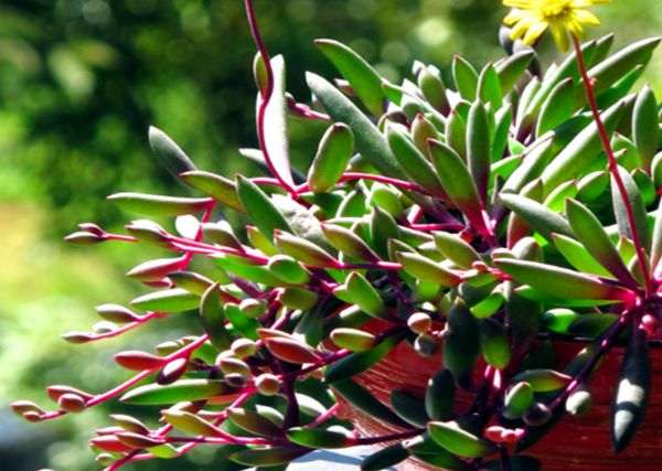 紫玄月多肉植物怎么浇水的方法 图片