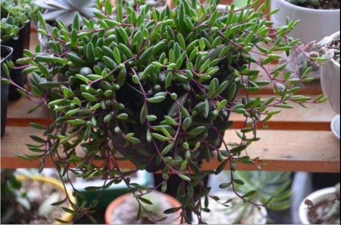 紫玄月多肉植物怎么浇水的方法 图片