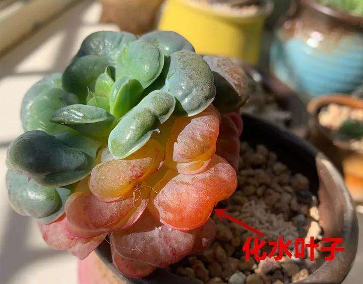 多肉植物的叶子透明了 怎么办 图片