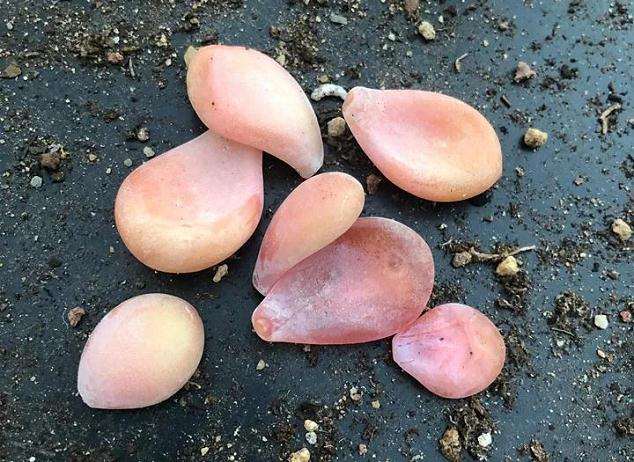 多肉植物的叶子透明了 怎么办 图片