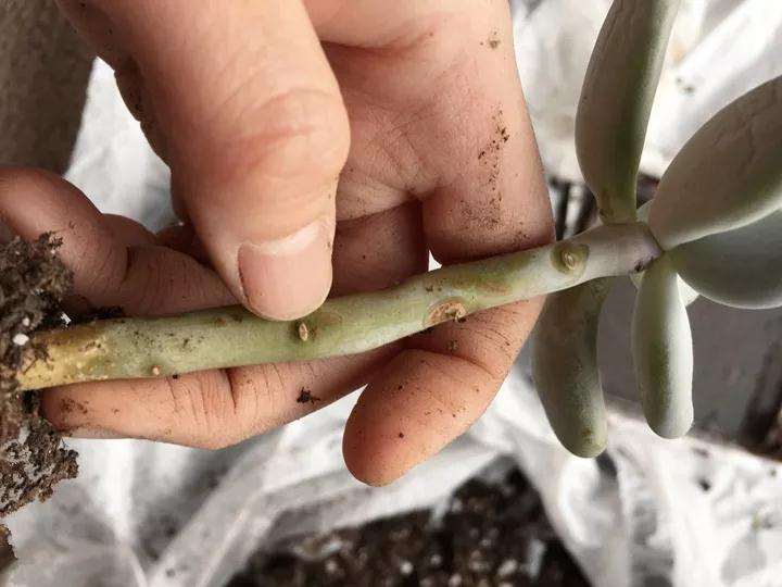 多肉植物的叶子透明了 怎么办 图片