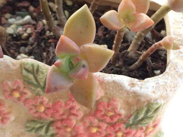 多肉长黑斑的叶子 怎么办 赶紧摘 图片