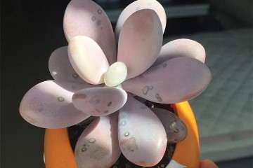 多肉长黑斑的叶子 怎么办 赶紧摘 图片